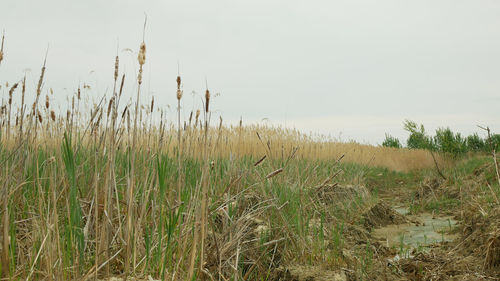 Scenic view of field against clear sky