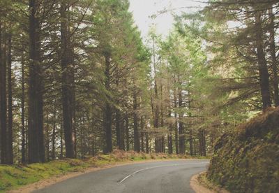 Road passing through forest