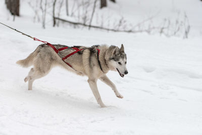 Dog running on snow covered land