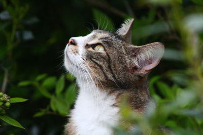 Close-up of a cat looking up