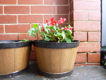 Close-up of potted plant against wall