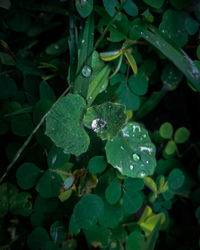 Close-up of wet plant leaves during rainy season