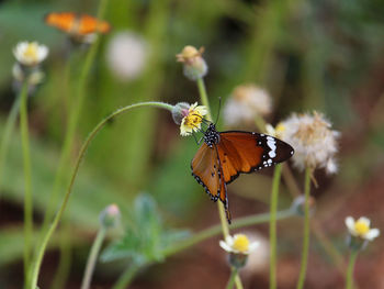 Close-up of butterfly perching on flower