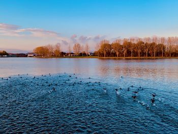 View of birds swimming in lake