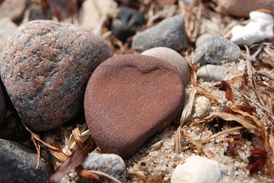 Close-up of dried growing on field