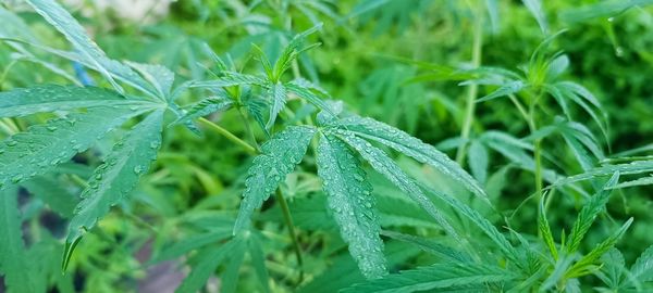 Cannabis green leaf