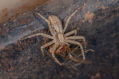 Close-up of spider