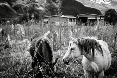 Horses in a field