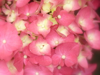 Full frame shot of pink flowering plant