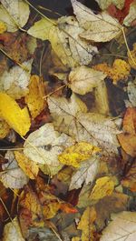 Close-up of leaves on ground