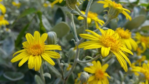 Close-up of yellow flower