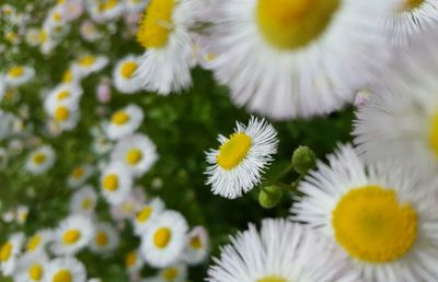 Close-up of white daisy