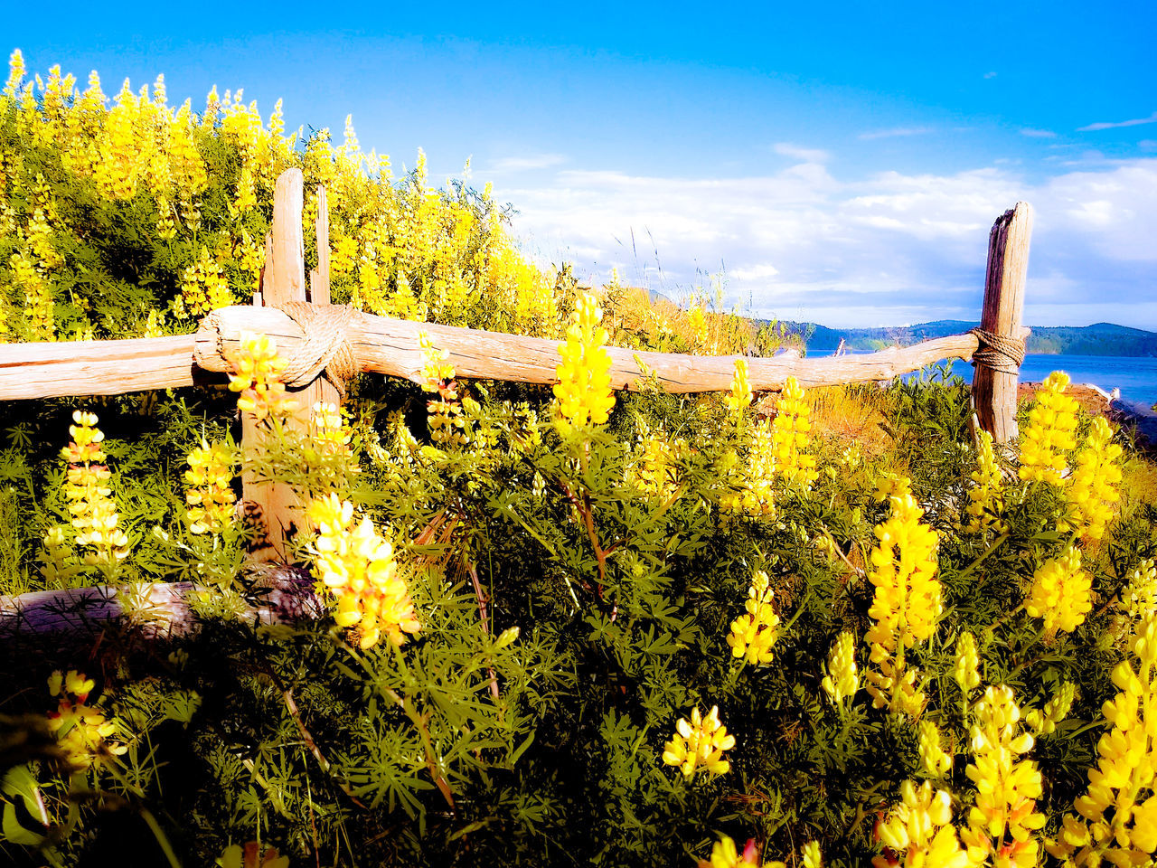 Yellow Lupines