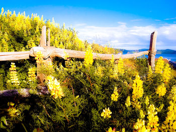 Yellow flowering plants on field against sky