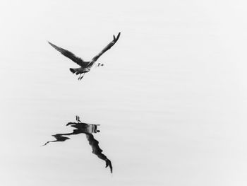 Low angle view of a bird flying