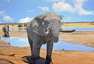 Elephant by a waterhole against sky