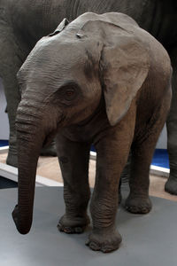 Close-up of elephant