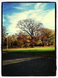 Bare trees on grassy field against cloudy sky