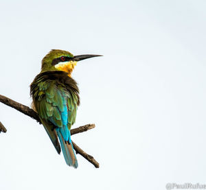 Close-up of bird perching on plant against clear sky