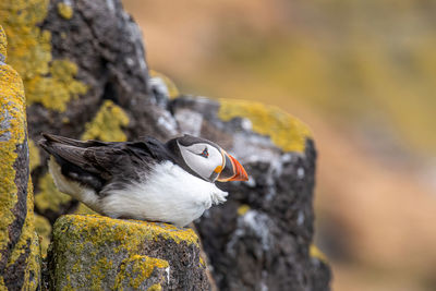 Close-up of bird perching on tree