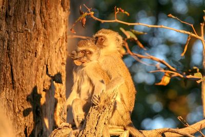 Two monkeys in a tree 