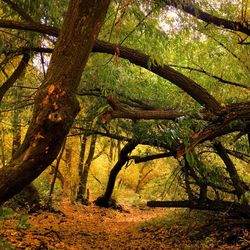 Trees in forest