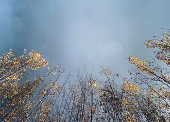 Low angle view of plants against sky during autumn