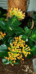 High angle view of potted plant on field