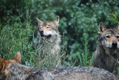 Portrait of two wolves