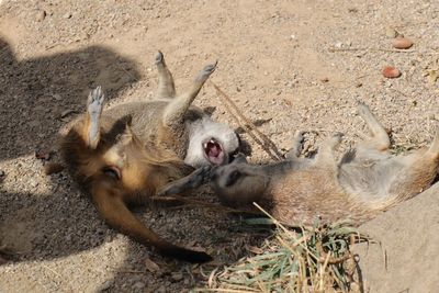 High angle view of animal resting on field