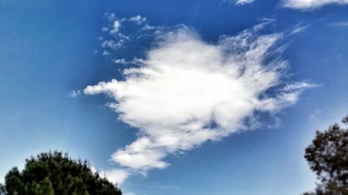 Low angle view of trees against blue sky