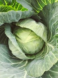 Full frame shot of green leaf