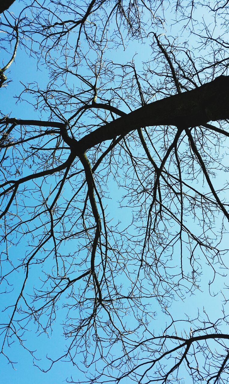 branch, bare tree, tree, low angle view, clear sky, nature, tranquility, sky, beauty in nature, blue, outdoors, scenics, day, no people, growth, backgrounds, tranquil scene, full frame, silhouette, tree trunk