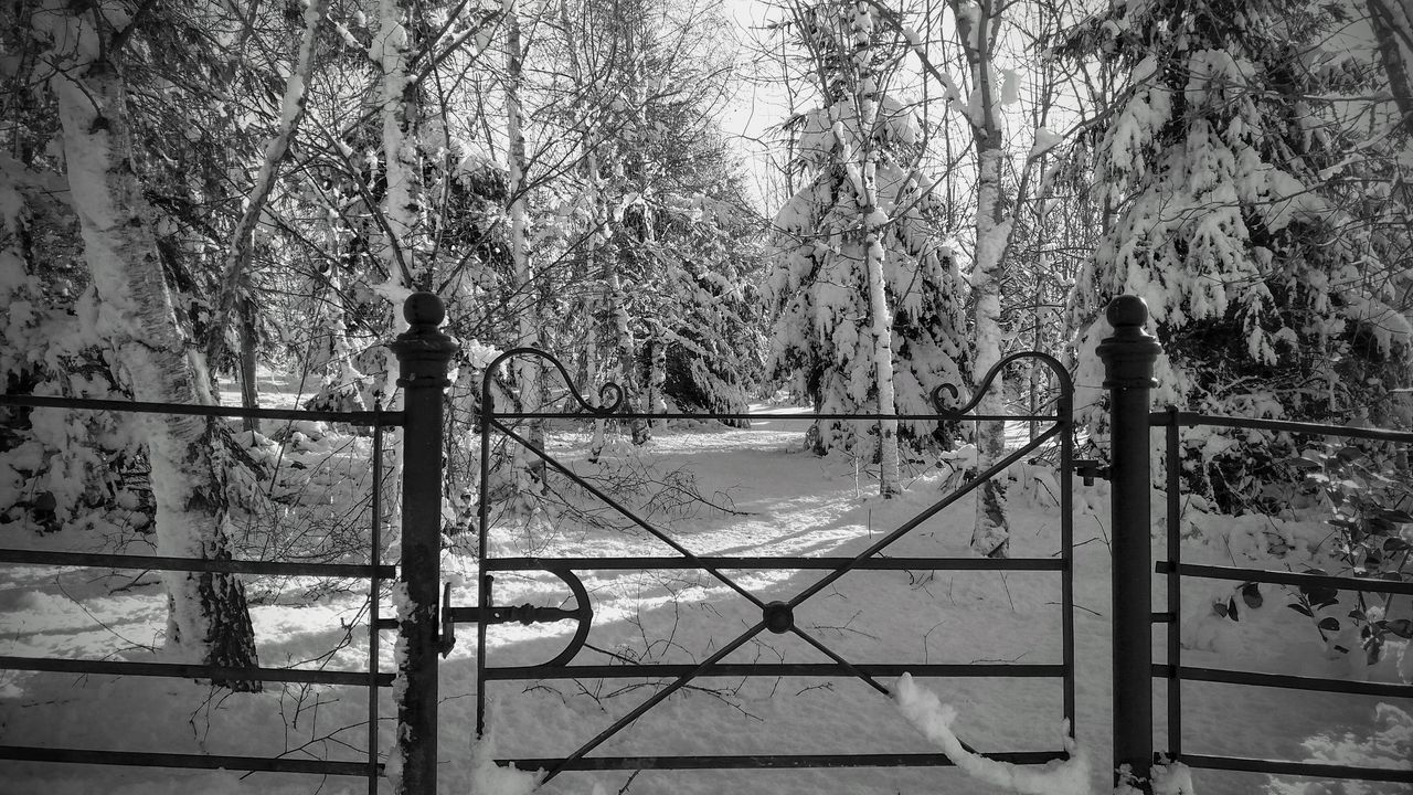 TREES AND PLANTS IN FOREST DURING WINTER SEASON