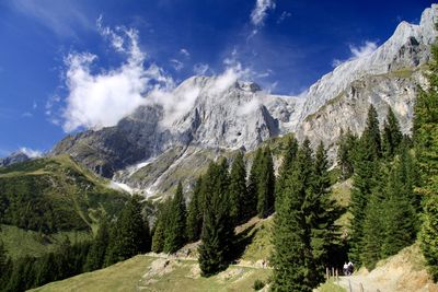 Panoramic shot of pine trees against sky