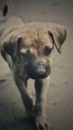 Close-up portrait of dog