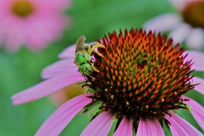 Close-up of insect on pink flower