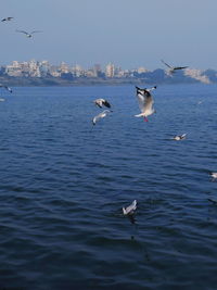 Seagulls flying over sea