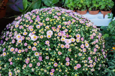 Close-up of flowering plants in park