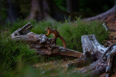 Driftwood on wood in forest