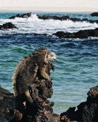 View of crab on rock in sea
