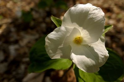 Close-up of white flowers blooming outdoors