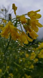 Close-up of yellow flowers