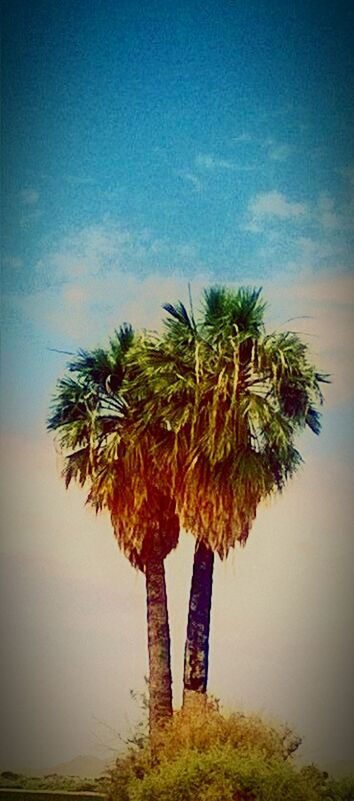 Palm trees!