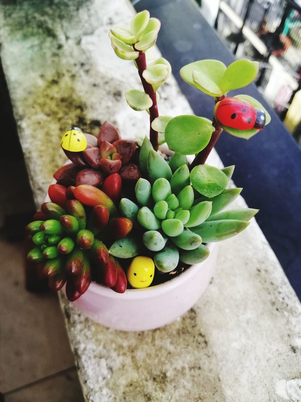 HIGH ANGLE VIEW OF MULTI COLORED FRUITS IN A BIRD