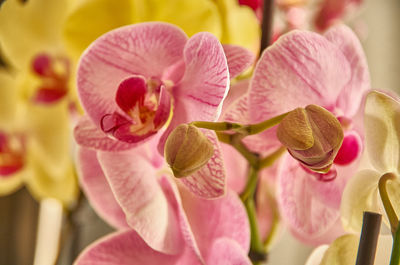 Close-up of pink flowers