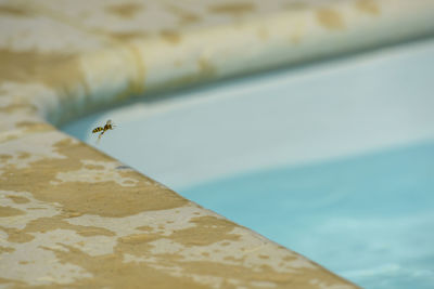 High angle view of fly on wall