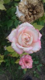 Close-up of pink rose