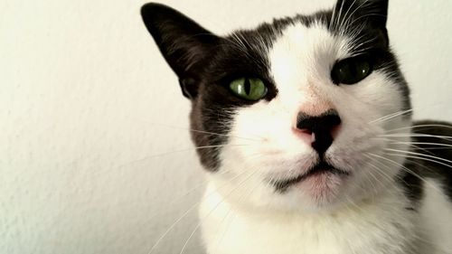 Close-up portrait of cat