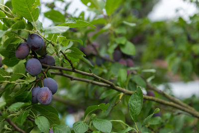 Close-up of berries growing on tree